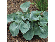 ����� ��������� ������ ������� ����