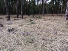 IMG 20210502 125334.jpg