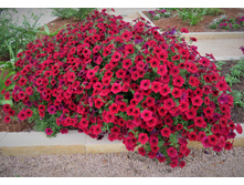 ������ Red Velour