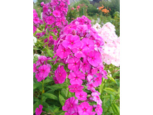 ����-��������� �����.