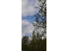 IMG 20210505 151552.jpg