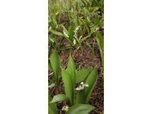 IMG 20210523 103629.jpg