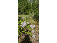 IMG 20210523 150506.jpg