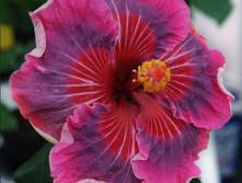 Me oh My oh (���� ��������)