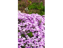 ����� ���������� ���������,�������,�����