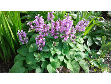 ������� ���������������.jpg