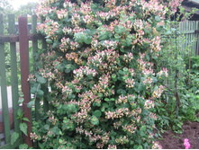 ��������� ���������.jpg