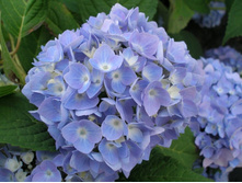 ��������� ������������� Bodensee �������.jpg