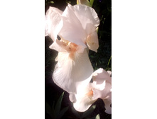 IMG 20210606 172644.jpg