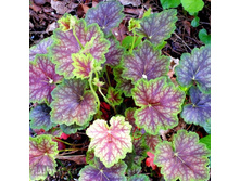 ������� ��������� Knock Out ������.jpg