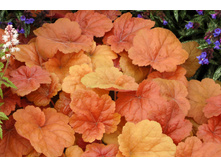 ������� ��������� Southern Comfort ������ �������.jpg