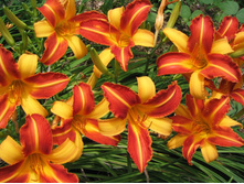 �������� FRANS HALS.jpg