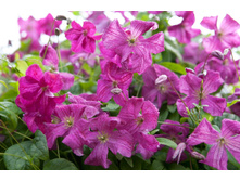 �������� ��������� ��������.jpg