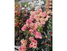 ����������� viber 2021-06-02 13-10-17.jpg