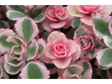 ������ �������� �������