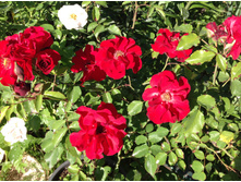 ���� ����� ������