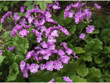 ������� ��������