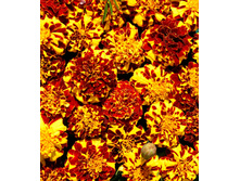 ������ ���������.jpg