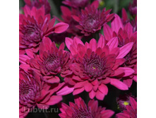 ���������� ��������� ����� �����.jpg