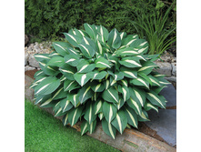 ����� Risky Business.jpg