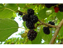 ��������� ������ ������� ������.jpg