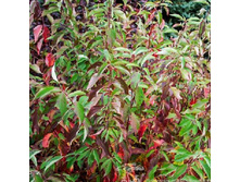 ����� ����.jpg