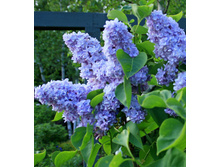 ������ �������.jpg