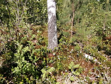 IMG 20210605 103335.jpg