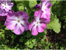 ������� ��������