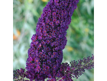 ������� ������ ���� ����.jpg