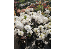 ����������� viber 2021-06-02 13-10-02.jpg