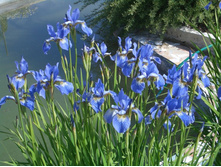 ���� ��������.jpg