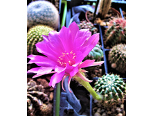 echinopsis calliantholilacina