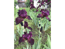 ���� ��� 200 ���