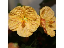 �������� ���� .JPG - 300 ���.