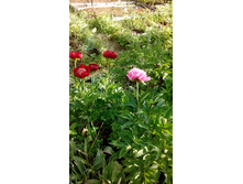 IMG 20210609 164706.jpg