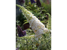 ������� ������ ���� ��������.jpg