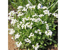 ������ ����������1.jpg