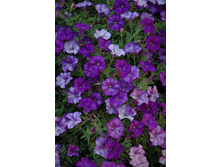 ��� ���� Denim