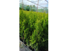 ����������� viber 2021-06-02 13-17-28.jpg