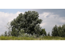 IMG 20210629 112840.jpg