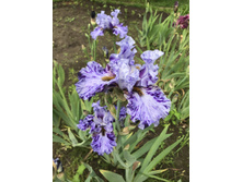 Broken Pattern 300 ���