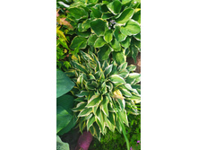 IMG 20210616 144504.jpg