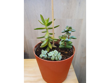 ���������� 500�