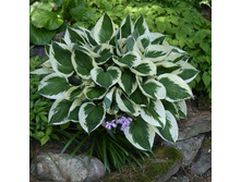 ����� Minuteman.jpg