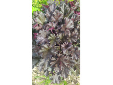 IMG 20210616 145437.jpg