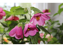 Eric Lilac - 250 ���.