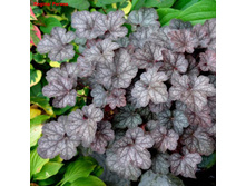 ������� ��������� Regina ������.jpg