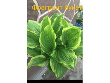 2020-06-09 07-38-30 1591770399381.PNG