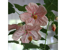 ����� (6).JPG